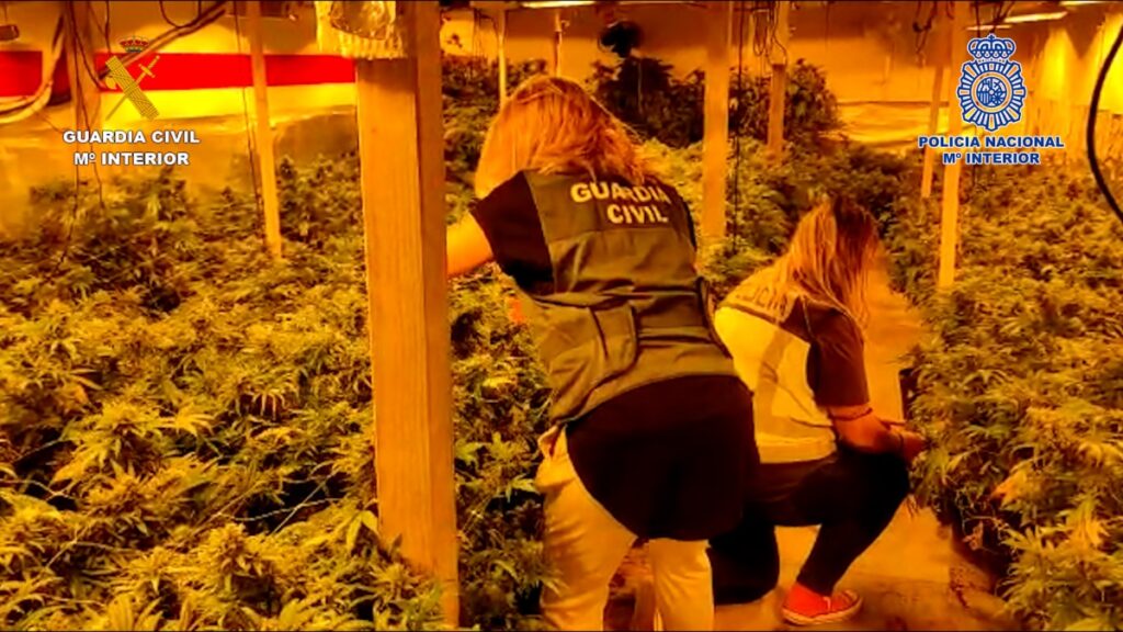 La Guardia Civil y la Policía Nacional desmantelan una plantación de marihuana 'indoor' en la provincia de Guadalajara