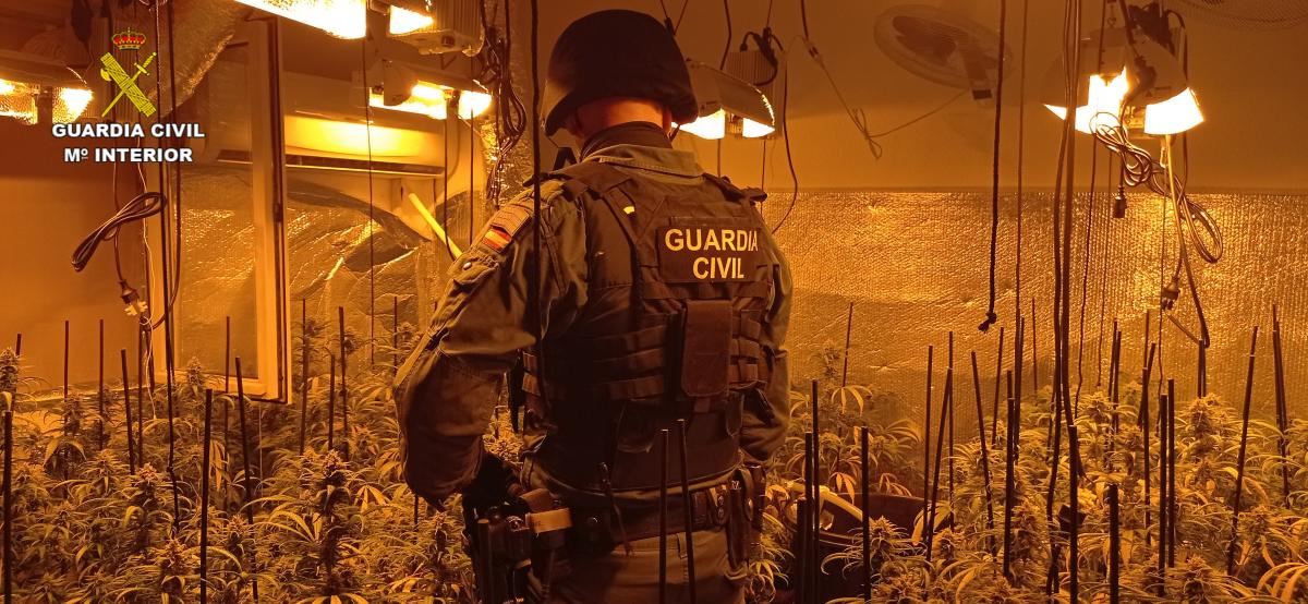 Se han incautado más de 1.500 plantas de marihuana / Foto: Guardia Civil