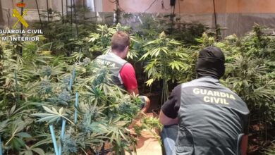 Se han incautado más de 1.500 plantas de marihuana / Foto: Guardia Civil