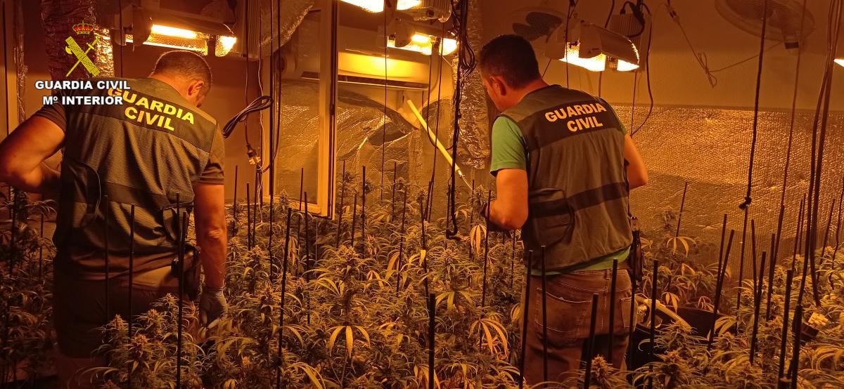 Se han incautado más de 1.500 plantas de marihuana / Foto: Guardia Civil