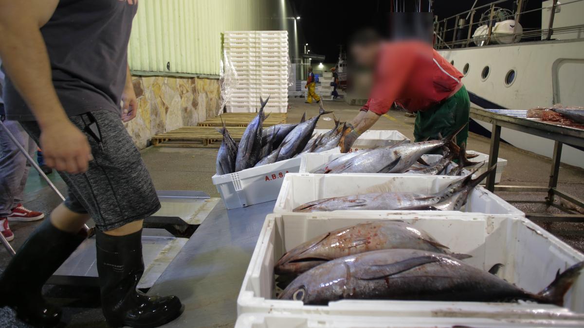 Marineros descargan pescado / Foto: Carlos Castro / Europa Press