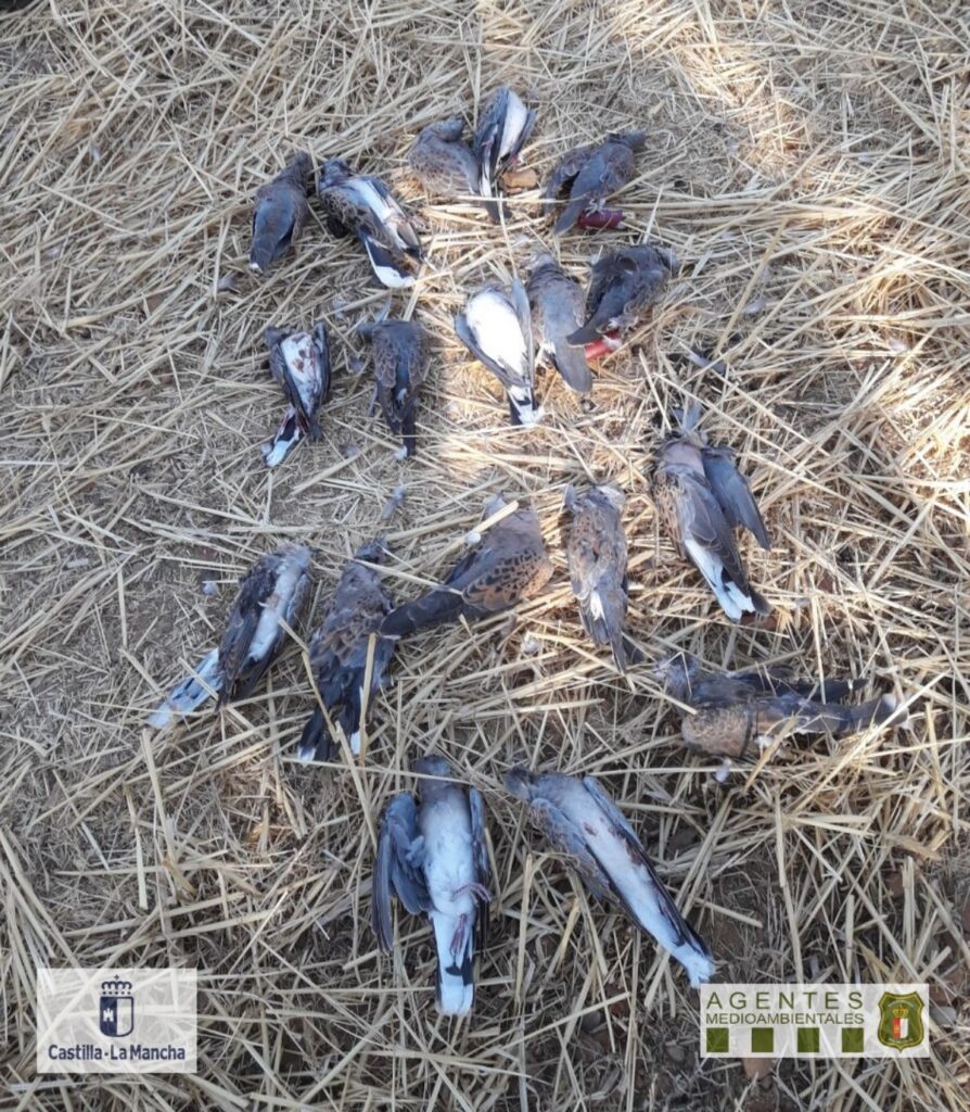 Dos cazadores denunciados por cazar tórtolas ilegalmente en Ciudad Real / Imagen: Agentes Medioambientales de Castilla-La Mancha