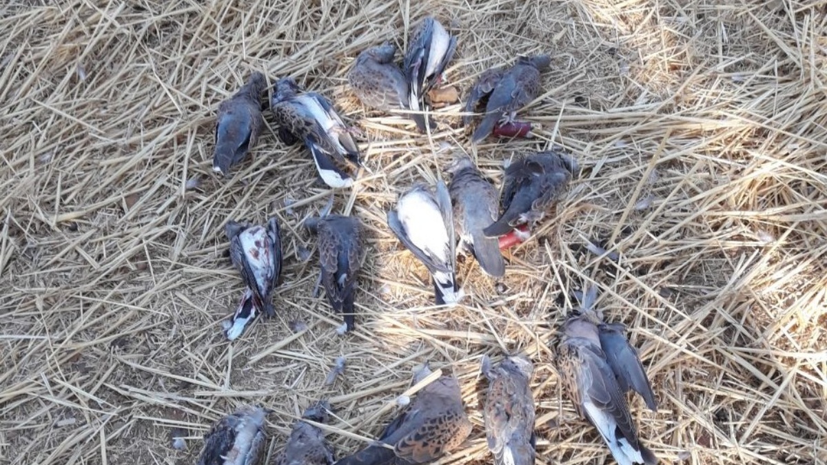 Dos cazadores denunciados por cazar tórtolas ilegalmente en Ciudad Real / Imagen: Agentes Medioambientales de Castilla-La Mancha