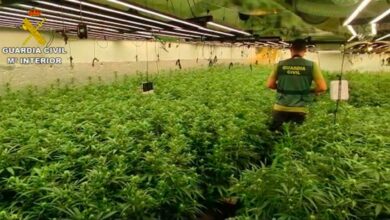 Más de 10.000 plantas han sido intervenidas en Hormigos / Foto: Guardia Civil