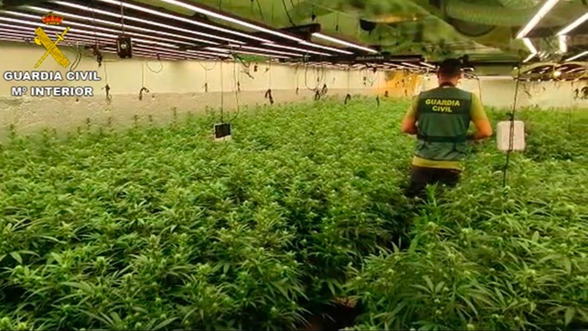 Más de 10.000 plantas han sido intervenidas en Hormigos / Foto: Guardia Civil