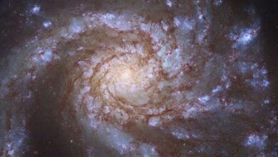 Archivo - Galaxia M99 - ESA/HUBBLE & NASA, M. KASLIWAL, J. LEE/PHANGS-HST