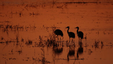 DAIMIEL (CIUDAD REAL), 17/12/2022.- Fotografía de ayer que muestra un atardecer en el Parque Nacional de Las Tablas de Daimiel. El Organismo Autónomo Parques Nacionales ha ampliado el patrimonio natural público con la compra de una finca en el Parque Nacional de Cabañeros y la adquisición de tres fincas de regadío cercanas al Parque Nacional de Las Tablas de Daimiel. EFE/Beldad