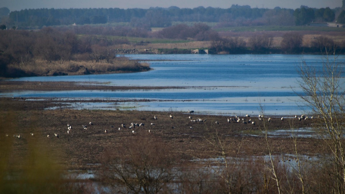 DAIMIEL (CIUDAD REAL), 13/02/2024.- El Parque Nacional de Las Tablas de Daimiel, en la provincia de Ciudad Real, ha pasado de tener 22 hectáreas inundadas, lo que supone un 1,3 % del total inundable, en el pasado mes de noviembre, a 202 hectáreas, el 11,6 %, gracias a la aportación de agua que están recibiendo tras la puesta en marcha de los pozos de sequía el pasado mes de diciembre. EFE/Jesús Monroy