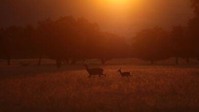 CABAÑEROS (CIUDAD REAL), 17/12/2022.- Fotografía de ayer que muestra un amanecer en el Parque Nacional de Cabañeros. El Organismo Autónomo Parques Nacionales ha ampliado el patrimonio natural público con la compra de una finca en el Parque Nacional de Cabañeros y la adquisición de tres fincas de regadío cercanas al Parque Nacional de Las Tablas de Daimiel. EFE/Beldad