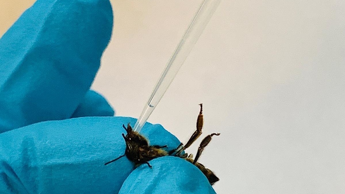 Infección experimental de abejas de la miel con parásitos tripanosomátidos realizada en el Centro de Investigación en Patología Apícola CIAPA-IRIAF, en Marchamalo (Guadalajara, España) UGR 15/4/2024