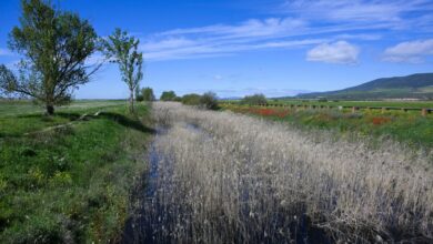 ARENAS DE SAN JUAN (CIUDAD REAL), 08/04/2024.- El río Gigüela, bajo el puente romano de Arenas de San Juan (Ciudad Real), diez años después de que lo hiciera la última vez en el año 2014, ha comenzado a aportar agua de forma natural al Parque Nacional de Las Tablas de Daimiel, uno de los humedales más importantes de la Península Ibérica. EFE/Jesús Monroy