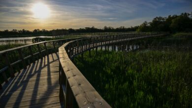 DAIMIEL (CIUDAD REAL), 08/05/2024.- Los tres grupos de trabajo creados entre el Gobierno de Castilla-La Mancha y el Gobierno de España para buscar una solución definitiva a los problemas de conservación del Parque Nacional de Las Tablas de Daimiel, humedal amenazado por la sobreexplotación de los recursos hídricos, han comenzado este miércoles sus primeras reuniones técnicas. En la imagen, vista del Parque Nacional de Las Tablas de Daimiel este miércoles. EFE/ Jesus Monroy