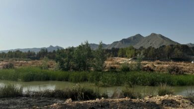 HELLÍN (ALBACETE), 20/07/2024.- El Plan Infocam de Castilla-La Mancha ha dado por estabilizado el incendio forestal que se declaró en la tarde de este viernes en Hellín (Albacete) y que ha afectado a unas cien hectáreas de bosque de pino carrasco. Fuentes del Plan Infocam han informado a EFE de que el incendio, detectado a las 16.39 horas por un vigilante fijo en la zona de la presa de la Cayetana, en la entidad menor de Mingogil, en el término municipal de Hellín (Albacete), ha quedado estabilizado sobre las 23.00 horas de este viernes. E