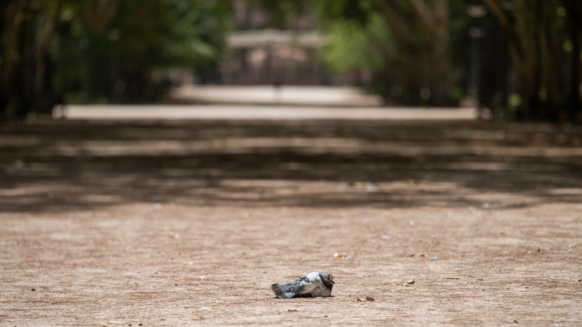 Una paloma aturdida durante la ola de calor que sacude la región, en el parque Abelardo Sánchez, en Albacete, a 10 de agosto del 2023.