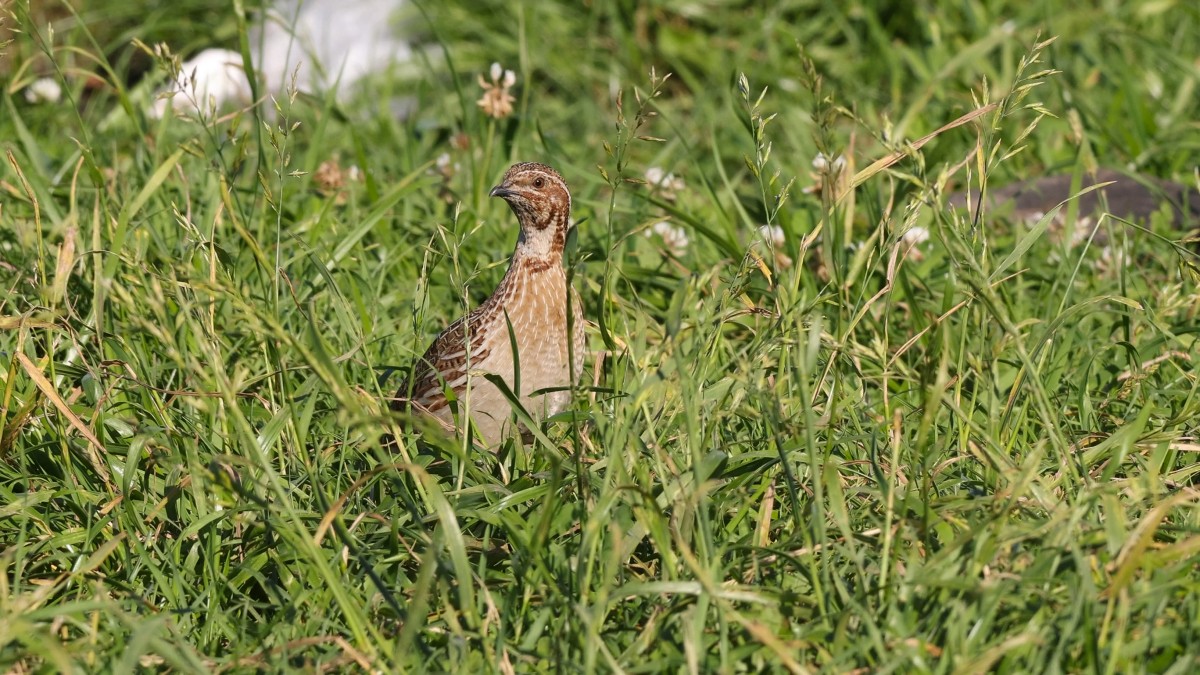 Quail (Coturnix coturnix). Russia, Ryazanskaya oblast, Pronskoye, Denisovo.