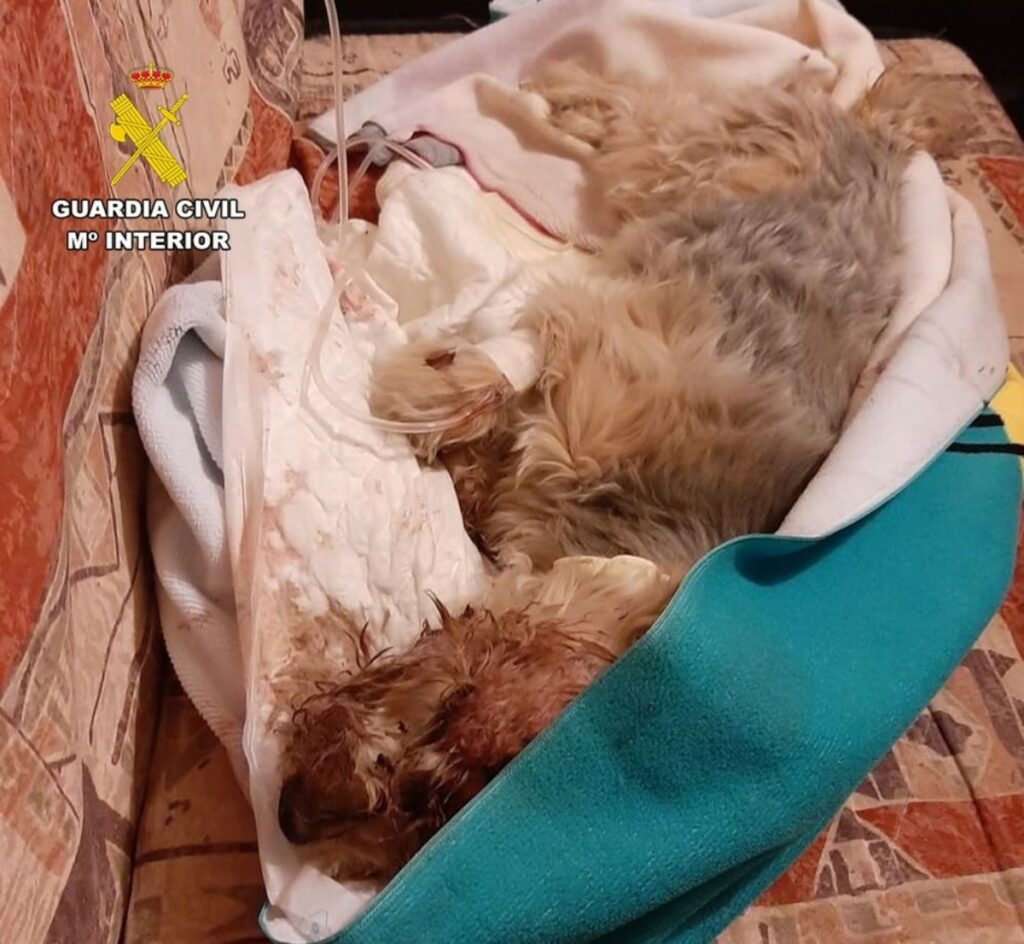 Perro herido tras ser atropellado por una persona en Hellín REMITIDA / HANDOUT por GUARDIA CIVIL Fotografía remitida a medios de comunicación exclusivamente para ilustrar la noticia a la que hace referencia la imagen, y citando la procedencia de la imagen en la firma 02/10/2024