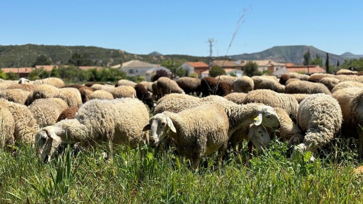 (Foto de ARCHIVO) Defensa Sanitaria. Ganadería. Ovejas. Leche. REMITIDA / HANDOUT por JCCM Fotografía remitida a medios de comunicación exclusivamente para ilustrar la noticia a la que hace referencia la imagen, y citando la procedencia de la imagen en la firma 04/10/2024