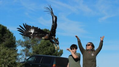 El Gobierno regional devuelve a su medio natural a cinco aves rapaces recuperadas en el CERI de Sevilleja de la Jara, dos nacidas en cautividad REMITIDA / HANDOUT por JCCM Fotografía remitida a medios de comunicación exclusivamente para ilustrar la noticia a la que hace referencia la imagen, y citando la procedencia de la imagen en la firma 05/12/2024