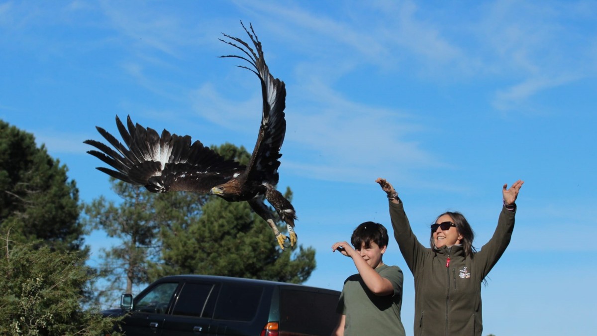 El Gobierno regional devuelve a su medio natural a cinco aves rapaces recuperadas en el CERI de Sevilleja de la Jara, dos nacidas en cautividad REMITIDA / HANDOUT por JCCM Fotografía remitida a medios de comunicación exclusivamente para ilustrar la noticia a la que hace referencia la imagen, y citando la procedencia de la imagen en la firma 05/12/2024