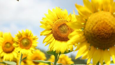 /es-es/foto/foto-de-enfoque-superficial-de-girasoles-1322448/