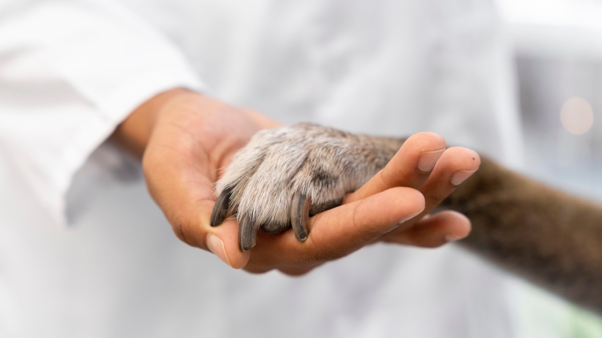(Foto de ARCHIVO) Veterinarios REMITIDA / HANDOUT por FEDEXCAZA Fotografía remitida a medios de comunicación exclusivamente para ilustrar la noticia a la que hace referencia la imagen, y citando la procedencia de la imagen en la firma 27/2/2025
