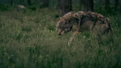 /es-es/foto/hierba-cesped-lobo-naturaleza-27067802/