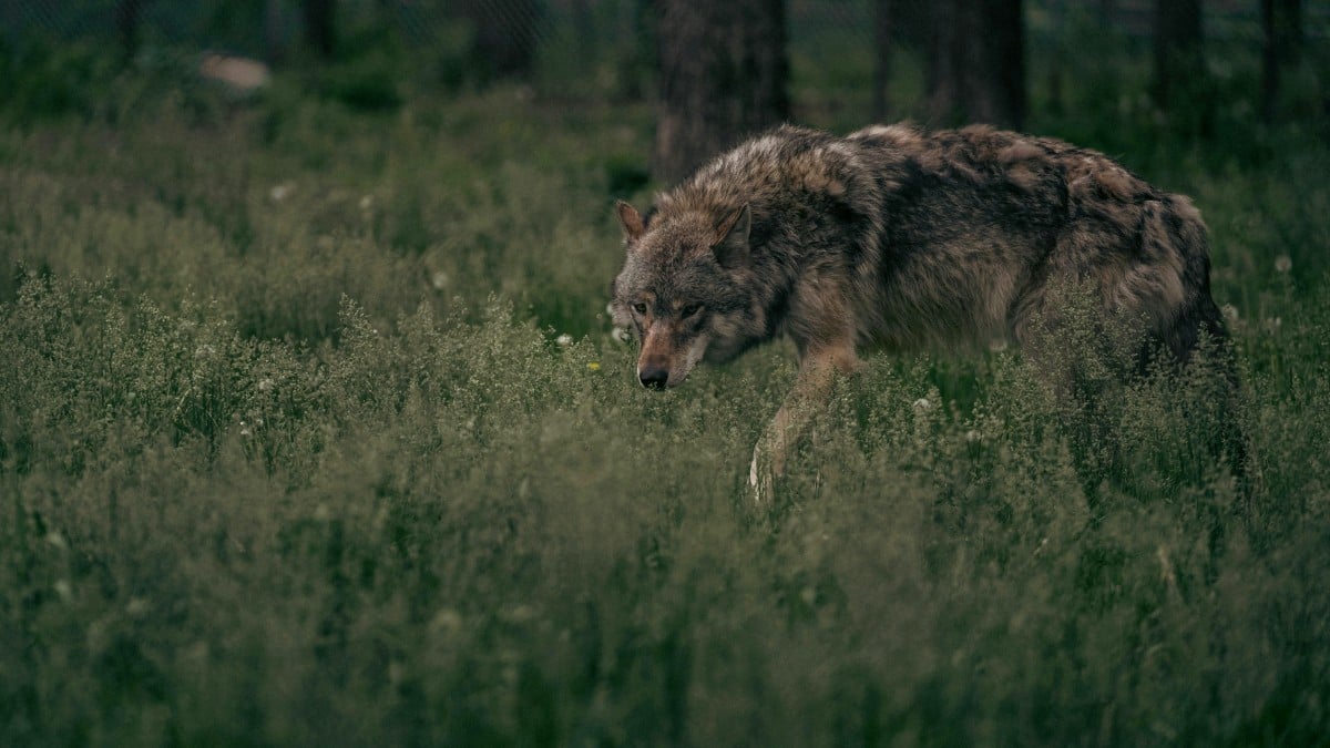 /es-es/foto/hierba-cesped-lobo-naturaleza-27067802/