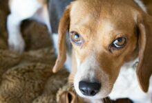 /es-es/foto/beagle-marron-blanco-y-negro-1031431/