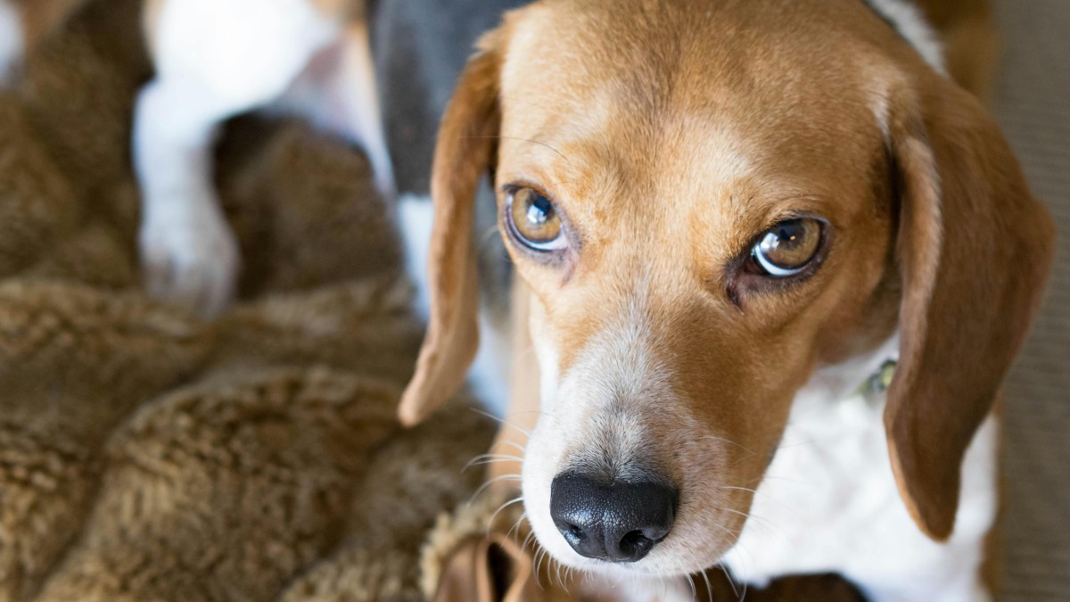/es-es/foto/beagle-marron-blanco-y-negro-1031431/