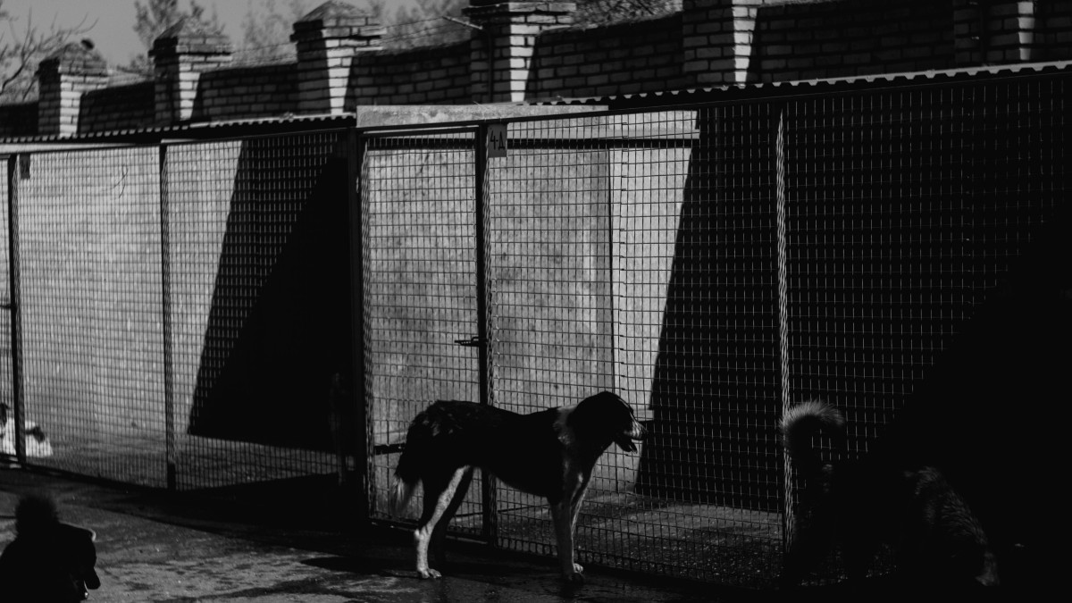 /es-es/foto/blanco-y-negro-perro-mascota-cerca-9810635/